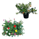 Mini Lago Ornamental Kit Básico