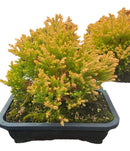 Bonsai Junípero Natural