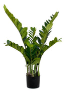 Zamioculca Natural Média