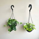 Muda de Jiboia Pendente