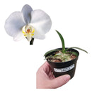 Orquídea Phalaenopsis Branca
