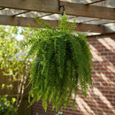 Muda de Samambaia Americana